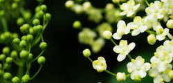 eco1-250-120