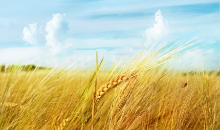 Украина